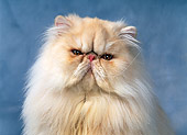 CAT 01 KH0037 01
Head Shot Of Orange Persian Cat Studio