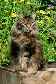 CAT 01 LS0001 01
Gray Maine Coon Cat Sitting On Wooden Box By Yellow Flowers