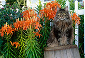 CAT 01 LS0003 01
Gray Maine Coon Cat Sitting On Barrel By Orange Flowers