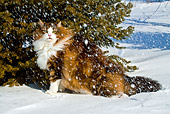 CAT 01 LS0004 01
Norwegian Forest Cat Sitting By Pine Tree In Snow