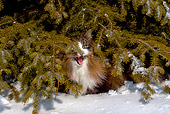 CAT 01 LS0005 01
Norwegian Forest Cat Sitting Under Pine Tree In Snow Meowing