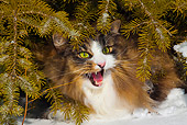 CAT 01 LS0006 01
Norwegian Forest Cat Sitting Under Pine Tree In Snow Meowing