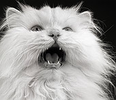 CAT 01 MR0005 01
Humorous Head Shot Of White Persian Mouth Open