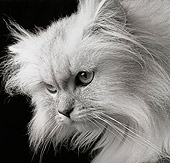CAT 01 MR0006 01
Head Shot Of White Persian Cat
