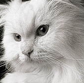 CAT 01 MR0007 01
Head Shot Of White Persian Cat
