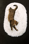 CAT 01 MR0010 01
Overhead Shot Of Tabby Cat Stretching On Rug