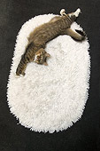 CAT 01 MR0011 01
Overhead Shot Of Tabby Cat Stretching On Rug
