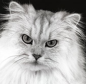 CAT 01 MR0014 01
Portrait Head Shot Of White Persian