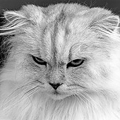 CAT 01 MR0017 01
Portrait Head Shot Of White Persian