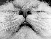 CAT 01 MR0018 01
Close Up Face Shot Of White Persian