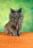 CAT 01 RC0001 01
Gray Long-Haired Persian Cat Sitting On Board Studio