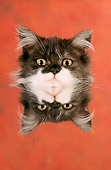 CAT 01 RC0002 01
Head Shot Of Gray Persian Cat Reflected In Mirror