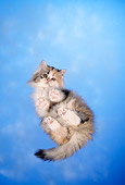 CAT 01 RC0003 01
Gray Persian Cat Standing On Glass Over Camera
