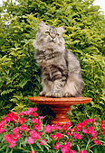 CAT 01 RC0004 01
Gray Persian Cat Sitting On Pedestal In Garden By Red Flowers