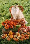 CAT 01 RC0006 01
Red Persian Cat Sitting On Red Wicker Chair In Garden By Gourds And Flowers