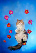 CAT 01 RC0008 01
Red And Gray Persian Cat Standing On Glass Over Camera