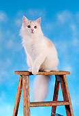 CAT 01 RC0010 01
White Long-Haired Cat Sitting On Top Of Ladder Blue Background