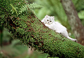 CAT 01 RC0011 01
White Long-Haired Cat Laying On Tree Branch