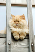 CAT 01 RC0015 01
Head On View Of Orange Persian Cat Laying On Deck Between Posts
