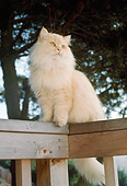 CAT 01 RC0018 01
Orange Persian Cat Sitting On Corner Of Deck Railing By Trees