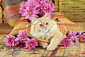 CAT 01 RC0020 01
Orange Persian Cat Laying In Basket With Pink Flowers
