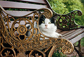 CAT 01 RC0021 01
Black And White Cat Laying On Bench In Garden