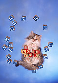 CAT 01 RC0022 01
Gray Persian Cat Standing On Glass With Blocks Over Camera