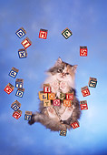 CAT 01 RC0023 01
Gray Persian Cat Standing On Glass With Blocks Over Camera