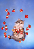 CAT 01 RC0024 01
Gray Persian Cat Standing On Glass With Blocks Over Camera