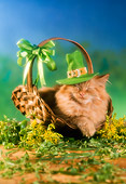 CAT 01 RC0025 01
Orange Persian Cat Laying In Basket Wearing Leprechaun Hat