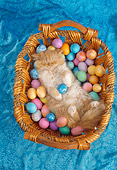 CAT 01 RC0027 01
Orange Tabby Persian Cat Sleeping On Back In Basket Of Colored Eggs