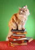 CAT 01 RC0028 01
Orange Tabby Cat Sitting On Stack Of Books Glasses On Head