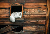CAT 01 RC0029 01
Gray Persian Cat Laying On Wooden Window Sill