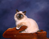 CAT 01 RK0007 01
Birman Seal And Blue Point In Planter