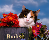 CAT 01 RK0010 03
Head Shot Of Japanese Bobtail  Calico By Flowers