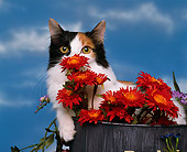 CAT 01 RK0011 01
Japanese Bobtail Calico In Pail By Flowers