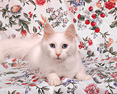 CAT 01 RK0026 01
Turkish Angora White Laying On Print Material