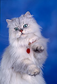 CAT 01 RK0044 03
Close Up Of Persian Shaded Silver On Hind Legs