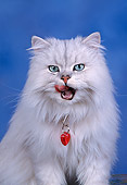 CAT 01 RK0046 01
Persian Shaded Silver Licking Mouth