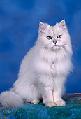 CAT 01 RK0054 01
Persian Shaded Silver Sitting