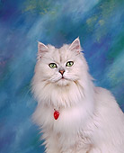 CAT 01 RK0078 02
Head Shot Of Persian Shaded Silver Studio