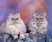 CAT 01 RK0084 01
Two Persian Shaded Silver Laying Studio