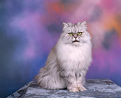CAT 01 RK0091 01
Shaded Silver Persian Sitting Studio