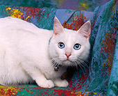CAT 01 RK0115 02
Close Up Of White  Cat