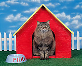 CAT 01 RK0121 02
Brown Tabby Cat In Doghouse