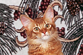 CAT 01 RK0132 03
Head Shot Of Somali  Sorrel Cat