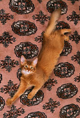 CAT 01 RK0135 04
Top View Of Somali Sorrel Cat Laying