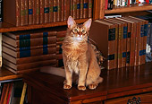 CAT 01 RK0138 10
Somali Ruddy Cat Sitting On Wooden Desk