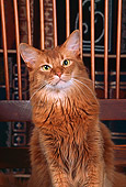 CAT 01 RK0142 01
Somali Ruddy Cat Sitting On Wooden Chair
