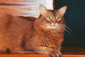 CAT 01 RK0149 01
Somali  Ruddy Cat Laying On Wooden Table
